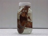 藏品(銀鮫)的圖片